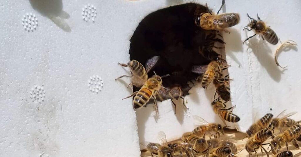 allo_sos_guepes_abeille_entree_ruche