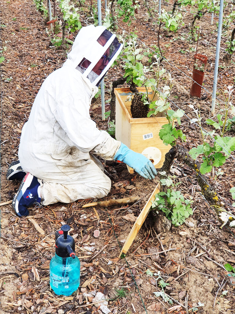 Intervention pour savegarde d'abeilles dans les vignes