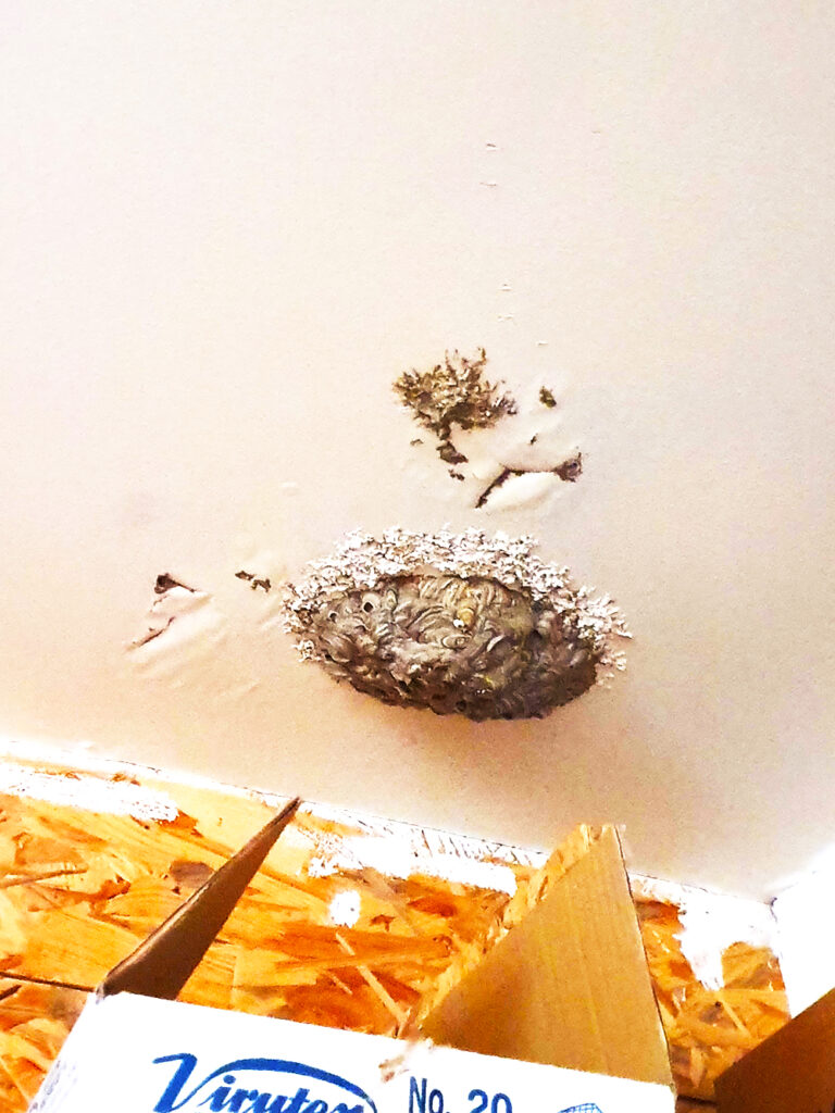 Nid d'insecte dans le plafond