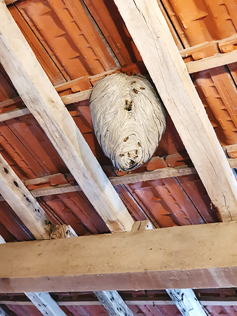 Nid de guepe sous toit aspect gris papier mache