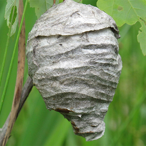 nest-386736_500_pixabay_publicdomainimages copie